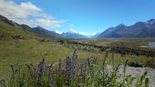 Mount Cook View Across Valley With Wildflowers In New Zealand