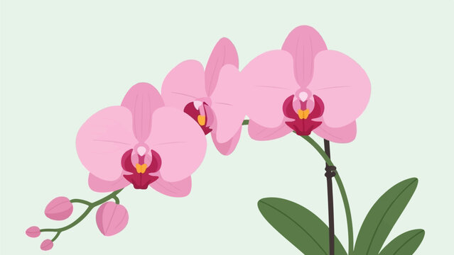 A minimalist illustration of pink orchids with buds on a pale green background