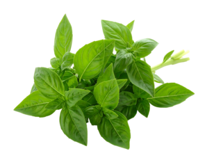Top-down view of a fresh, green basil bunch with detailed leaves and a bloom