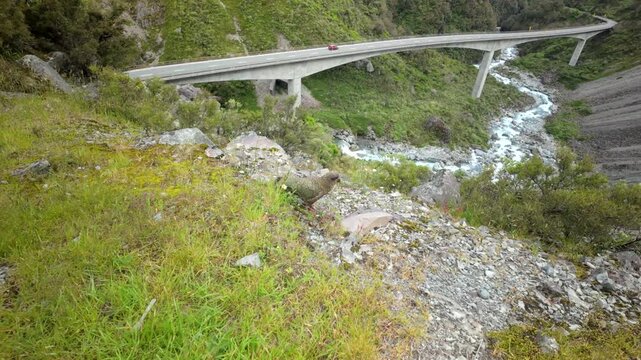 Kea parrot near Arthurs Pass bridge above alpine river