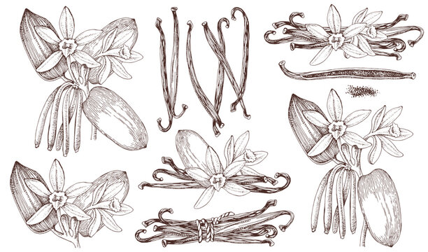 Vanilla plant hand drawn vector set