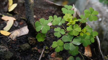 Green Wood Sorrel (Oxalis corniculata) Growing in Garden Soil
