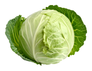 A single, fresh, green cabbage with crisp outer leaves