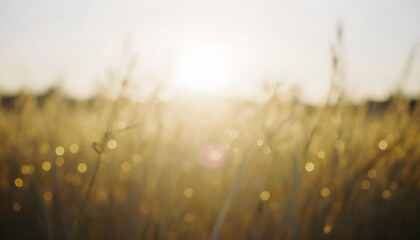 Obraz premium Golden hour sunlight filters through dry grass, creating a dreamy bokeh effect in a field