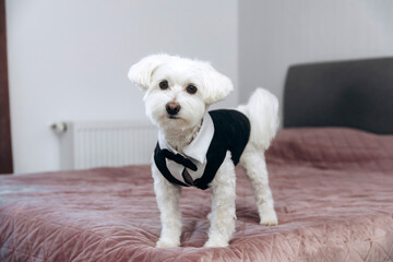 Maltese dog wearing a black tuxedo outfit.