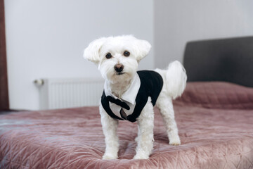 Maltese dog wearing a black tuxedo outfit.
