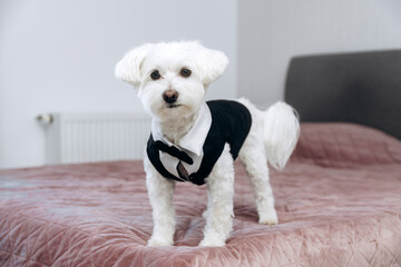 Maltese dog wearing a black tuxedo outfit.