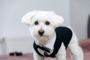 Maltese dog wearing a black tuxedo outfit.