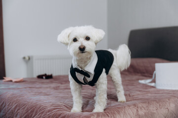 Maltese dog wearing a black tuxedo outfit.