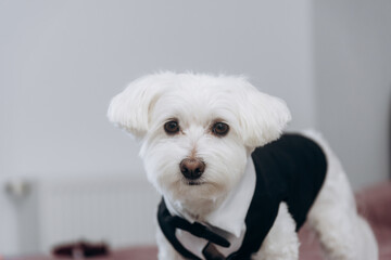 Maltese dog wearing a black tuxedo outfit.