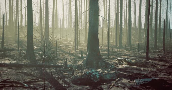 A forest area displays the aftermath of a recent fire, with charred tree trunks, scattered debris, and soft sunlight streaming through the remaining foliage, creating a haunting atmosphere.