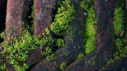 Green Moss (Bryophyta) Growing on Weathered Old Red Bricks