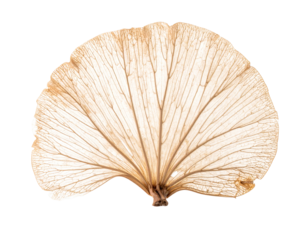 Isolated translucent leaf, detailed vein structure visible against black background