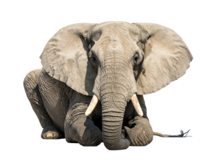 Majestic elephant rests, tusks prominent, ears spread, eyes alert