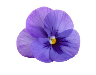 Delicate purple pansy with dark velvety markings on a black background