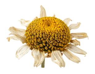 A dried flower with a detailed, textured yellow center and withered white petals