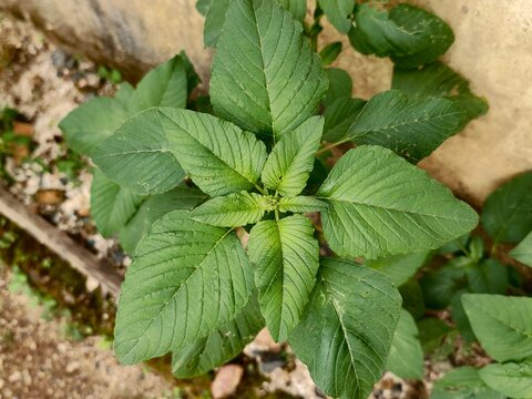 Amaranthus retroflexus plants in the morning 