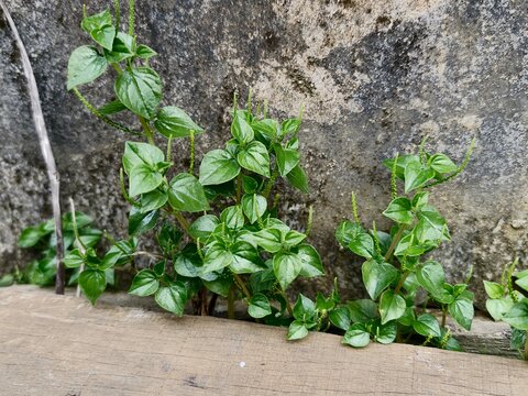 Peperomia pellucida plants growing in the corner of the house