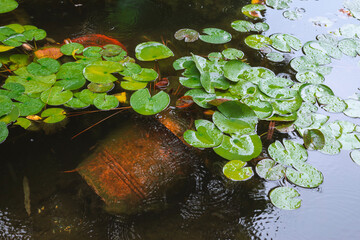 sunken amphora in pond