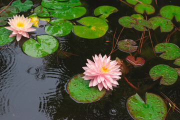 blossom water lilly flower
