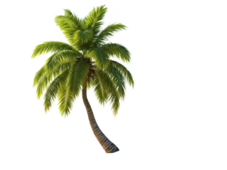 Palm tree with green leaves leaning to one side isolated on transparent background