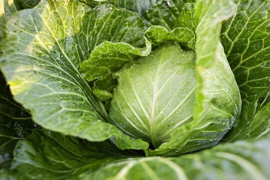 
Green cabbage in a cabbage field.