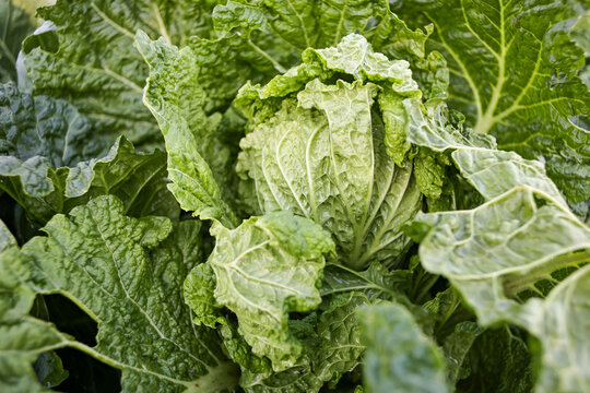 Chinese cabbage in the vegetable garden.