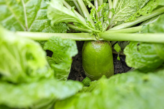 green cucumber on the vine