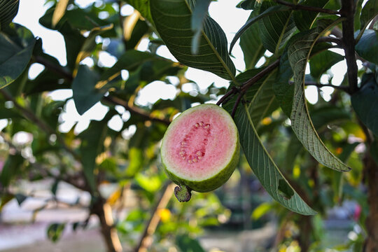 fruit on the tree