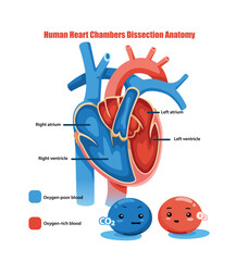 Illustration of Human Heart Dissection Anatomy