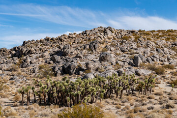 Fototapeta premium Granitic rocks with Metamorphic rocks(Metavolcanic rocks). Yucca brevifolia (Joshua tree, yucca palm, tree yucca) . Coso Volcanic Field, Inyo County, California. Coso Range, Basin and Range Province.
