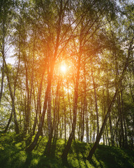 Sunlight filtering through the tall birch trees in a lush green forest, creating a serene and captivating natural landscape for nature enthusiasts. Vintage film aesthetic.