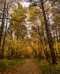 Fototapeta premium Path through vibrant autumn forest with bright yellow and gold leaves covering the ground and trees. Scenic fall landscape background.