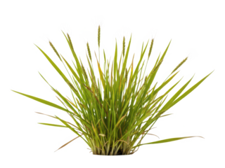 Green grass plant in pot isolated on transparent background