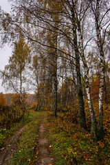 Autumn forest with tall birch tree trunks and fallen yellow leaves on the ground. Natural seasonal scenery, nature background.