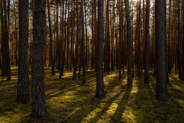 Sunrise or sunset in tall pine forest with long shadows on mossy ground. Nature landscape for tranquility and wilderness. Natural scenic view for wallpaper design.