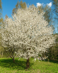 White blooming tree in spring with blue sky and green grass. Nature revival and beauty concept for season background.