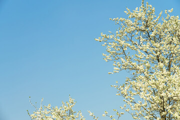 Delicate white plum blossom branches against a clear blue spring sky. Fresh flowering tree for seasonal beauty.
