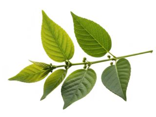 Branch with green leaves on a transparent background