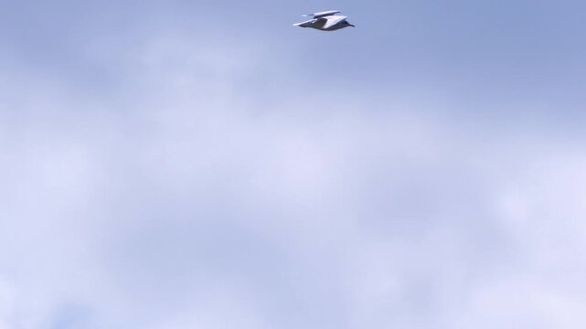 A single seagull soars gracefully against a bright blue sky with scattered clouds on a peaceful autumn day in Jurata Poland.