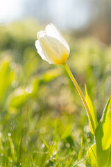 white tulips against the sky.