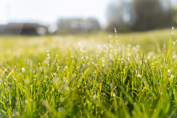 Abstract natural backgrounds grass. Green grass, dew and bokeh sunlight