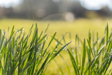 Abstract natural backgrounds grass. Green grass, dew and bokeh sunlight