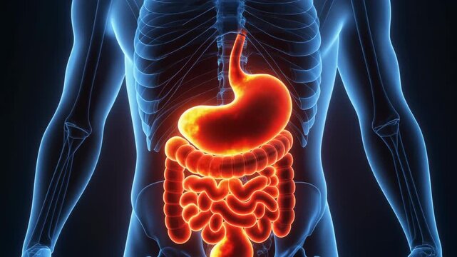 3D Animation of Human Digestive System with Highlighted Organs in a Transparent Body.