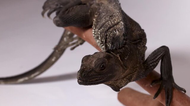 Close Up of a Sailfin Lizard Resting on a Branch