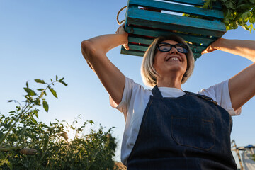 Farmer carrying vegetables in wooden crate at sunset in her garden