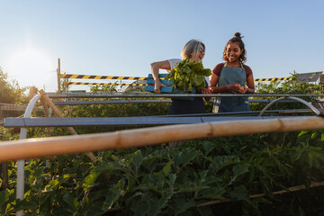 Farmers working in rooftop greenhouse harvesting vegetables