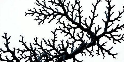 Fototapeta premium Intricate black coral branches, dark against a light background, macro, black