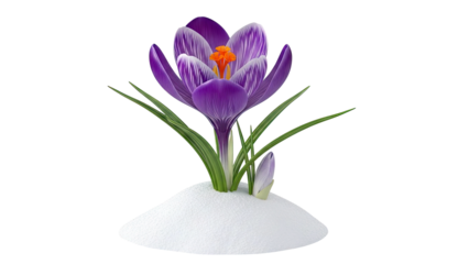Purple Crocus Blooming in Snow