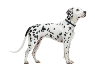 Dalmatian dog standing sideways with black spots on white fur